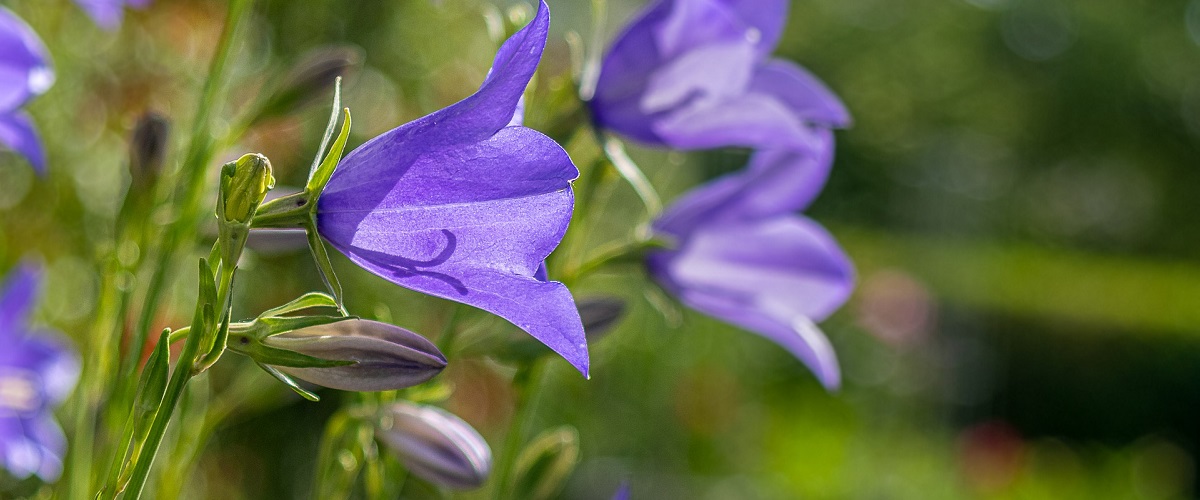 Campanula (zvonek dalmatský)